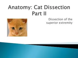 Anatomy: Cat Dissection Part II