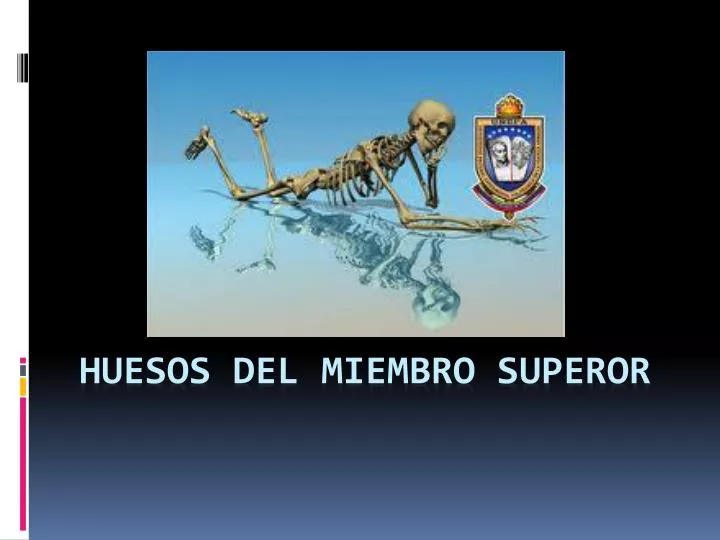 huesos del miembro superor