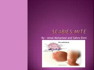 Scabies mite