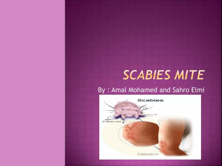 scabies mite