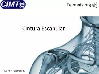 cintura escapular