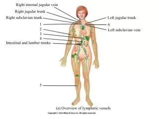 (a) Overview of lymphatic vessels