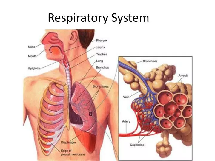 respiratory system