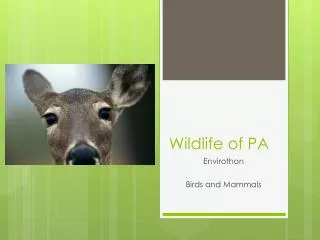 Wildlife of PA