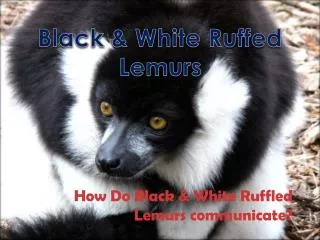 How Do Black &amp; White Ruffled Lemurs communicate?