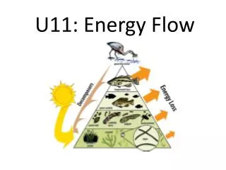 U11: Energy Flow