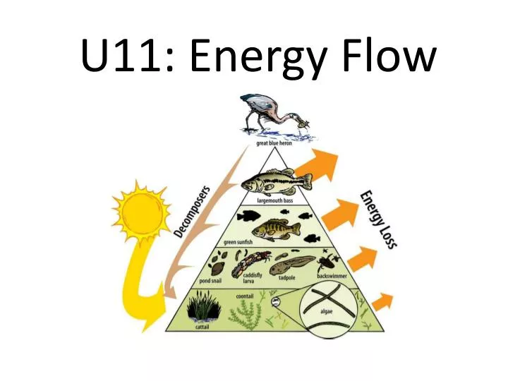 u11 energy flow