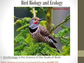 Bird Biology and Ecology