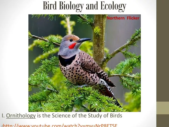 bird biology and ecology