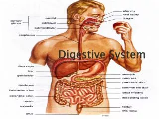 Digestive System