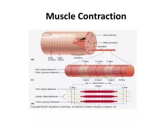 Muscle Contraction