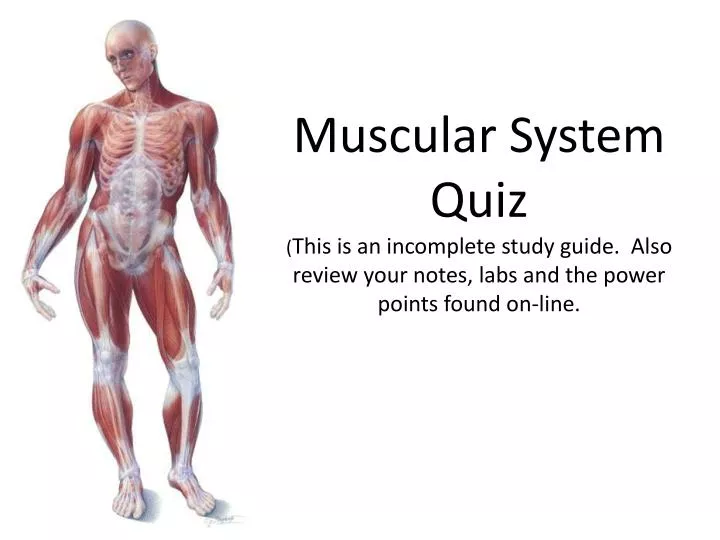 Smooth Muscle Quiz Anatomy