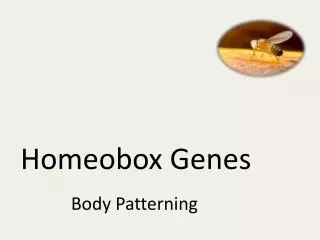 Homeobox Genes