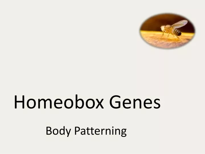 homeobox genes