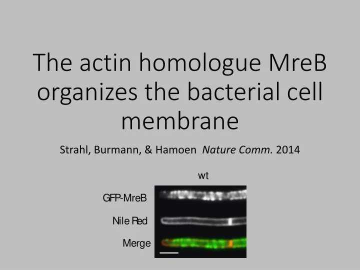 the actin homologue mreb organizes the bacterial cell membrane