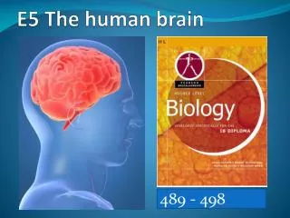 E5 The human brain