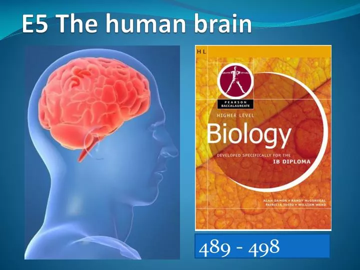 e5 the human brain