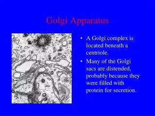 Golgi Apparatus