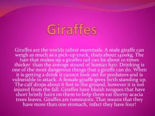 Giraffes