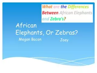 African Elephants, Or Zebras?