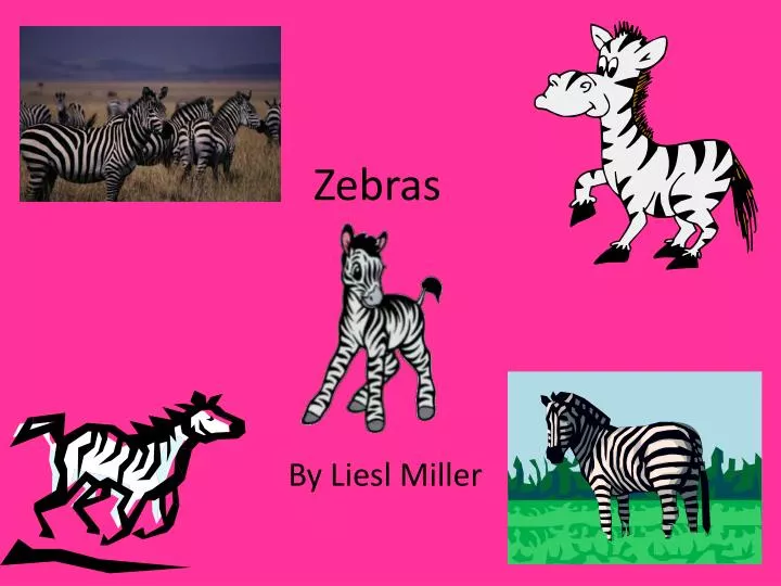 zebras