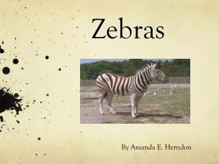 zebras