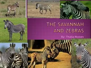 THE SAVANNAH and Zebras