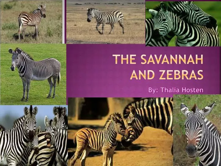 the savannah and zebras
