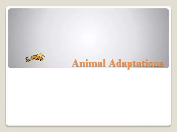 animal adaptations