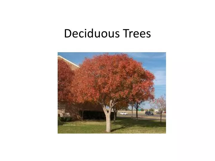 deciduous trees