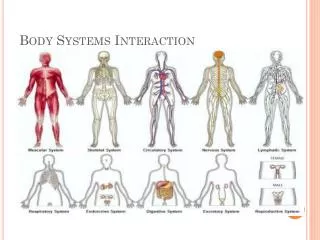 Body Systems Interaction