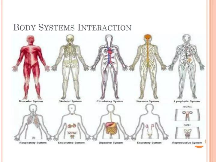 body systems interaction