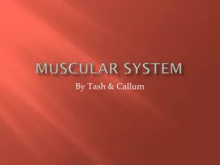 Muscular System