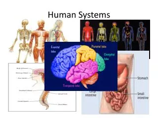 Human Systems