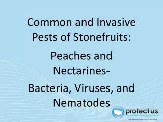 Common and Invasive Pests of Stonefruits: