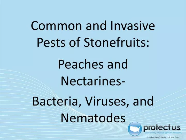 common and invasive pests of stonefruits