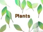 PLANTS - slide 1