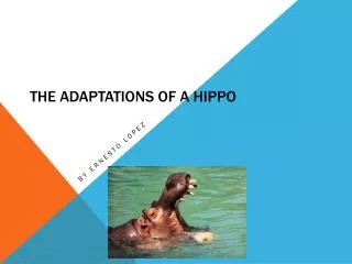 The Adaptations of a Hippo