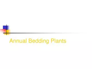 Annual Bedding Plants