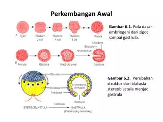 perkembangan awal