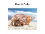 Hermit Crabs - slide 1