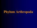 Phylum Arthropoda - slide 1