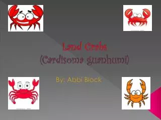 Land Crabs (Cardisoma guanhumi)