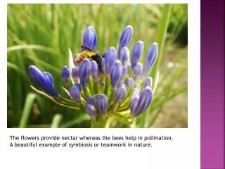 The flowers provide nectar whereas the bees help in pollination.