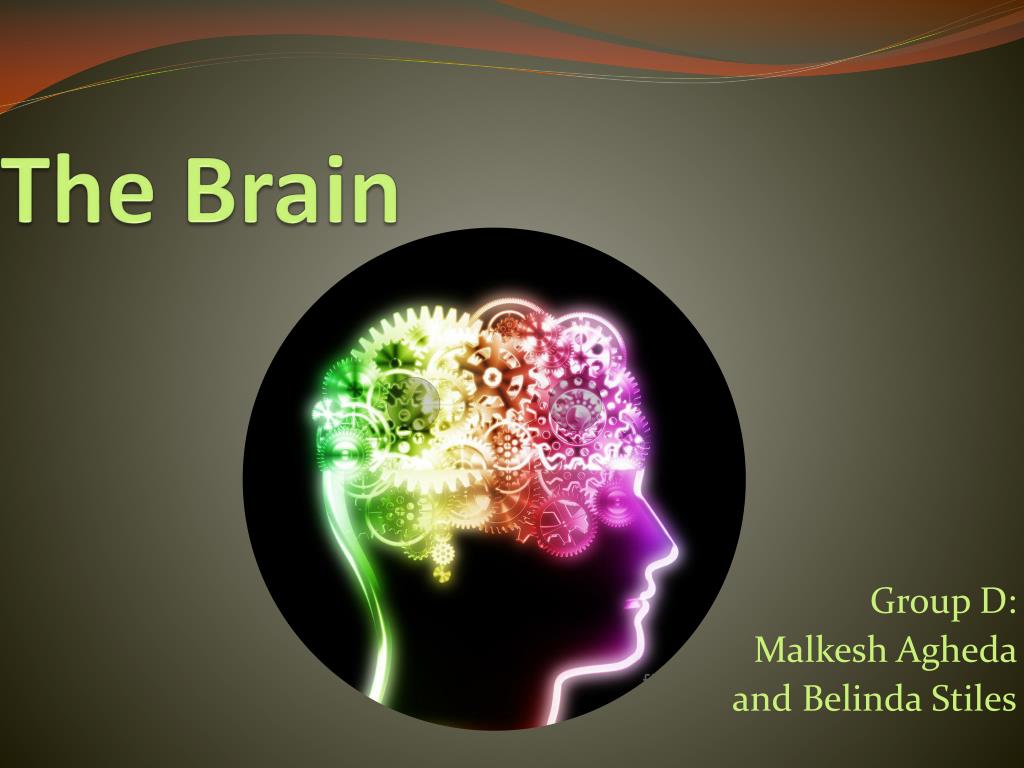 PPT - The Brain PowerPoint Presentation, free download - ID:2389233