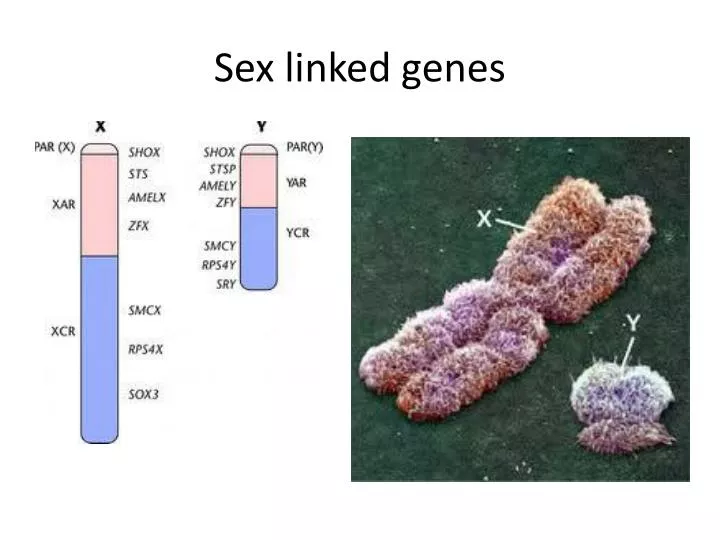 sex linked genes