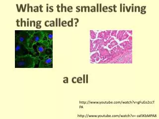 What is the smallest living thing called?
