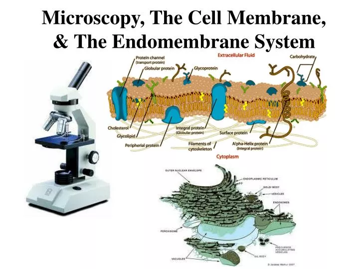 microscopy the cell membrane the endomembrane system