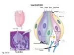 Gustation - slide 1
