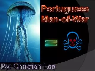 Portuguese Man-of-War